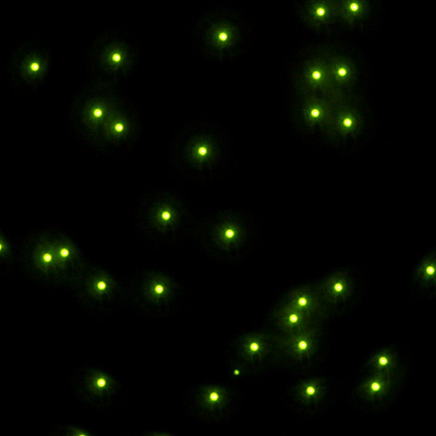 蛍光染色法での微生物検出 イメージ